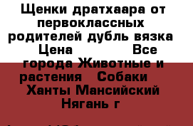 Щенки дратхаара от первоклассных  родителей(дубль вязка) › Цена ­ 22 000 - Все города Животные и растения » Собаки   . Ханты-Мансийский,Нягань г.